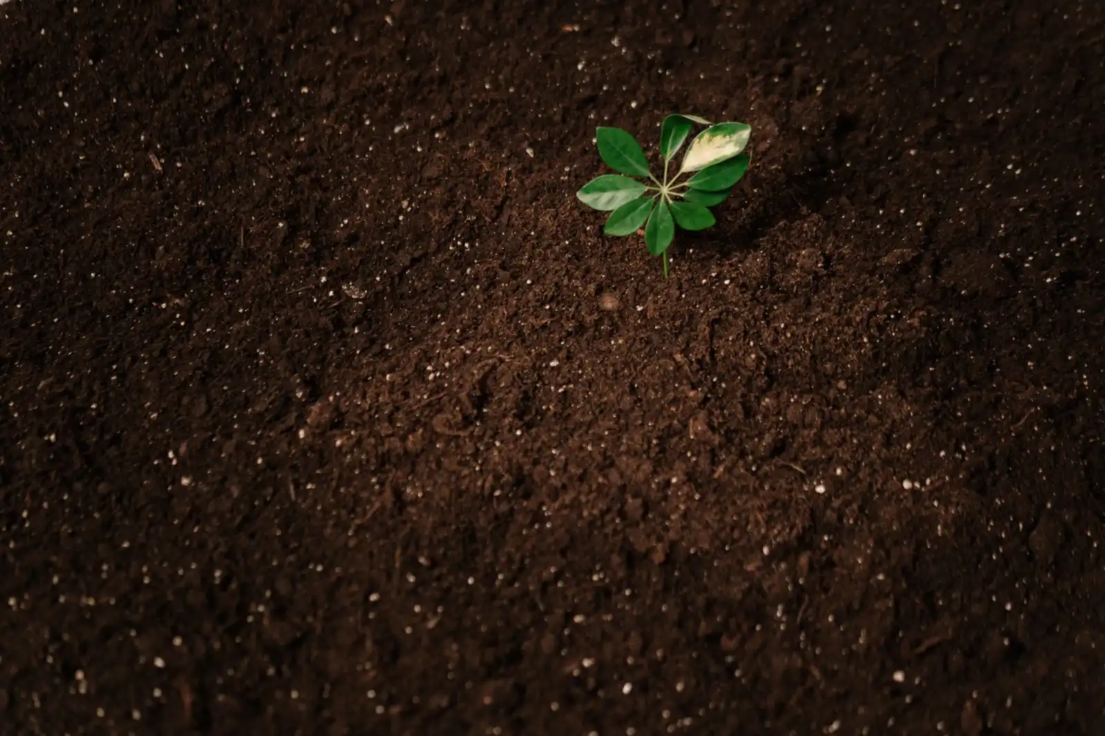 常德生态农业观光园规划设计：楠山农业如何打造采摘体验与垂钓休闲一体化基地