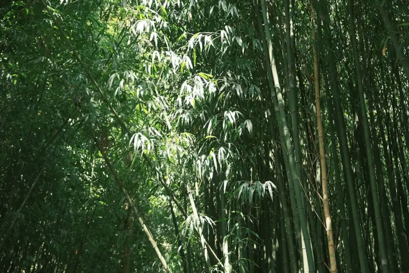楠山农业亲子采摘与垂钓一体化休闲方案设计